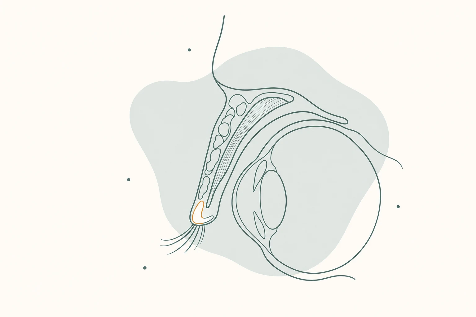 Continuous-line cross-section illustration of a human upper eyelid in side profile, showing the upper eyelid sweeping over the eye surface, the eyelashes, and the lid margin.